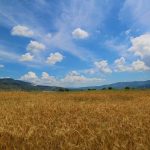 În județul Arad sunt peste 350.000 de hectare cultivate hectare grau