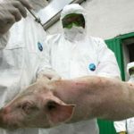 Pestă porcină africană în județul Arad pesta porcina