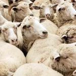 Este oficial: s-au ridicat restricțiile pentru mișcarea oilor și caprelor în județul Arad