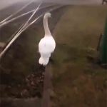 6 jandarmi au fugit după o lebădă