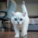 „Oscarurile lumii feline” se decernează în acest weekend la București