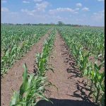 Agricultura se vede în câmp
